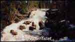 Stor bild